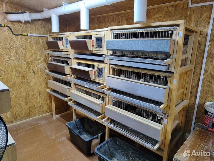 Перепела разных возрастов