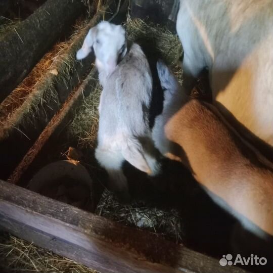 Козлята нубикоммори