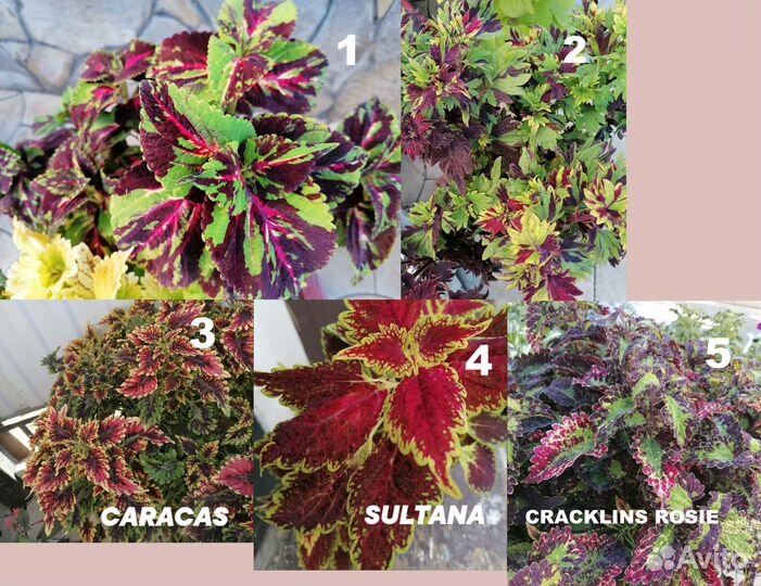 Колеусы вегетативные