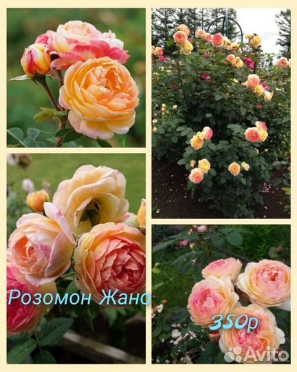 Продаю на месте и почтой саженцы роз - плетистые