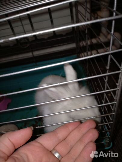 Декоративный кролик с клеткой