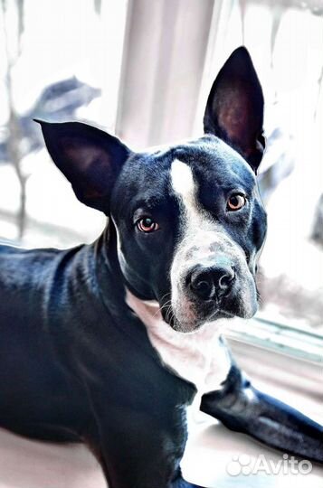 Вязка/Питбуль