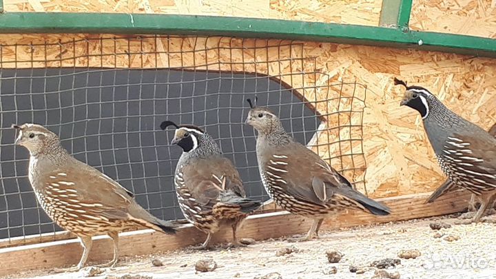 Калифорнийский хохлатый перепел