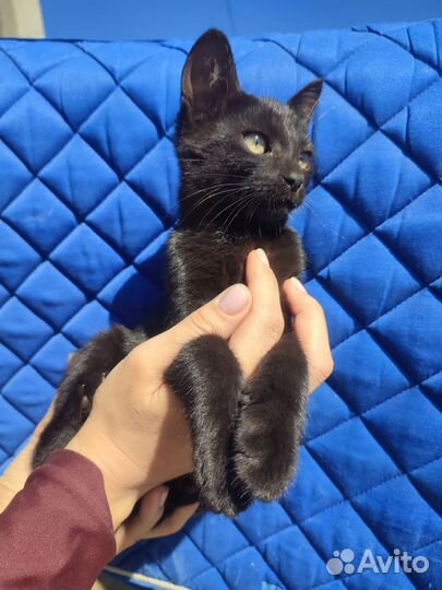 Котенок мальчик ищет дом