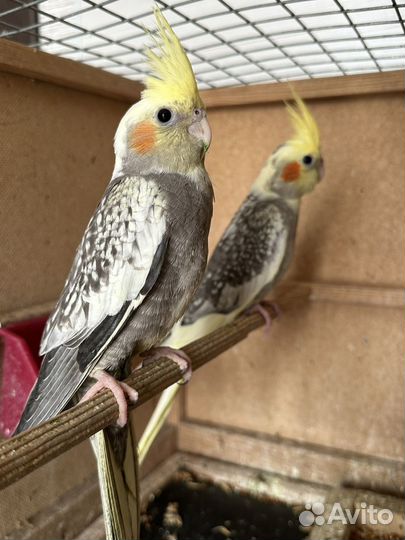 Попугай корелла птенец