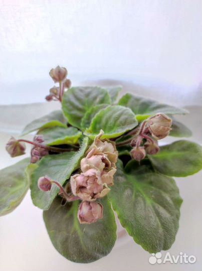 Фиалка (листики) TV-Жемчужина Нила