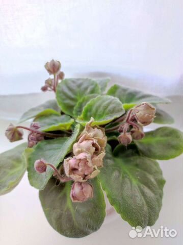 Фиалка (листики) TV-Жемчужина Нила