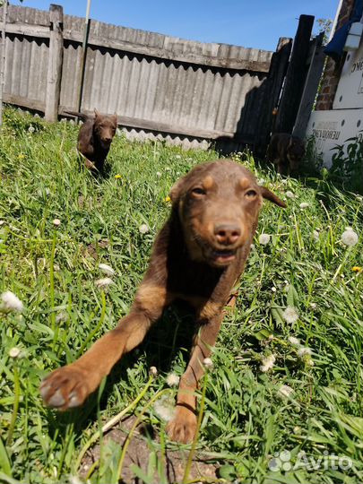 Щенки келпи