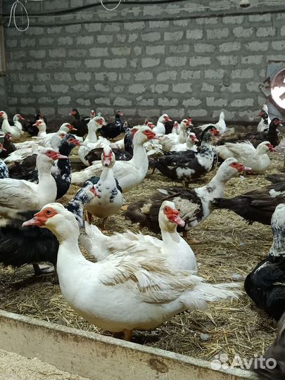 Мускусные утки (индоутка)