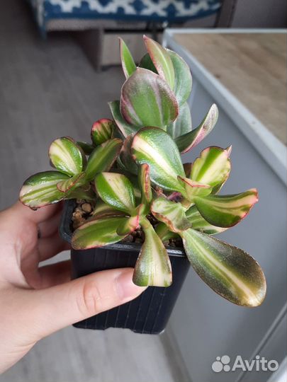 Crassula Return of beauty + tricolor, gollum white