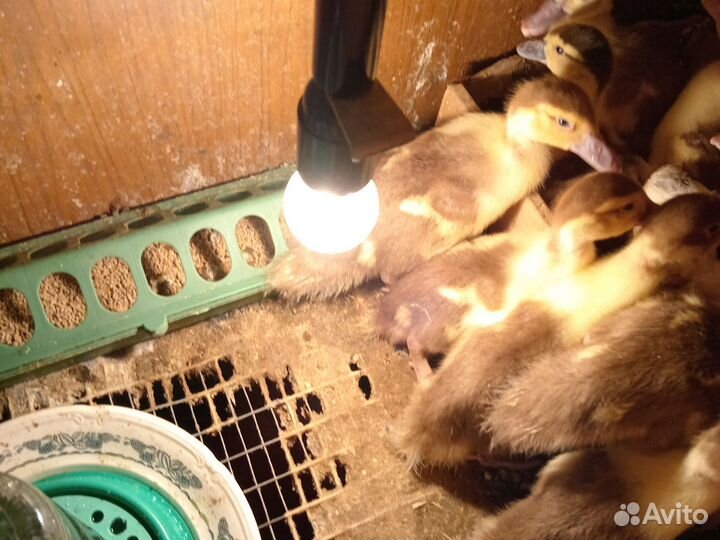 Цыплята несушки подрощенные