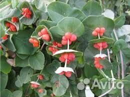 Каприфоль. Многолетний вьющийся кустарник