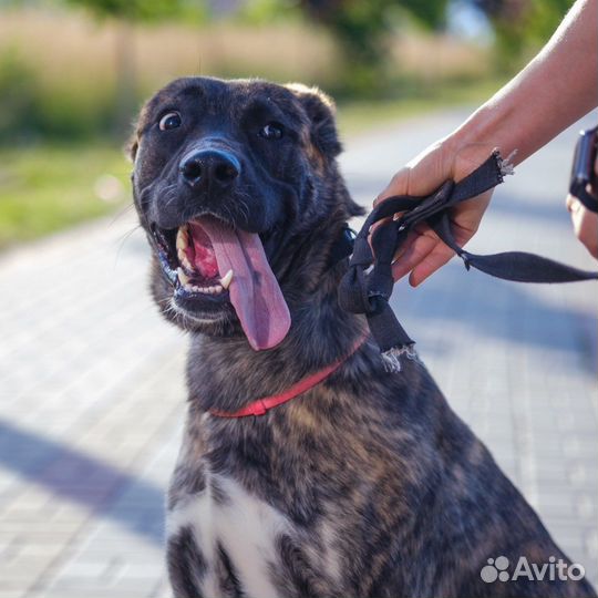 Собака метис кане-корсо в добрые руки бесплатно