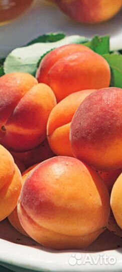 Абрикос
