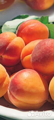 Абрикос