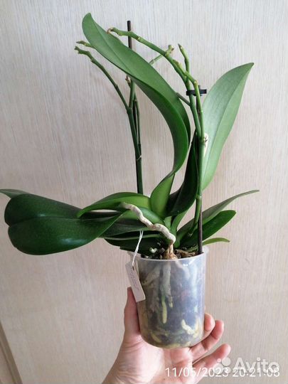 Орхидея сансет лав