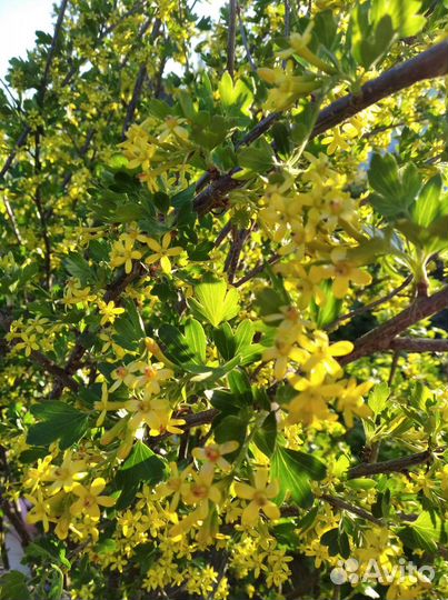 Смородина золотистая