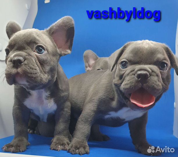 В голубом окрасе французский бульдог