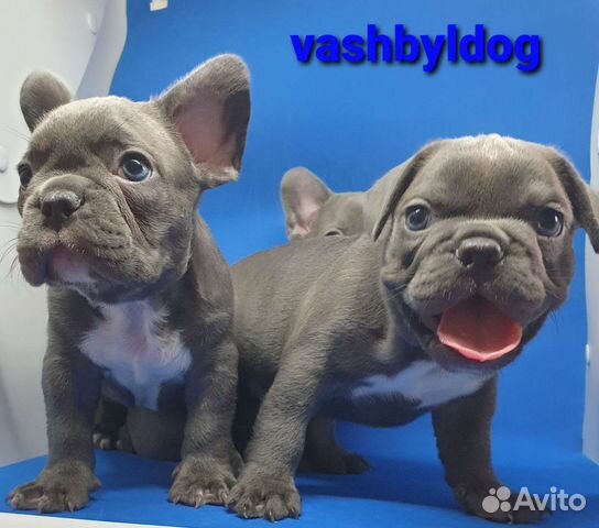 В голубом окрасе французский бульдог