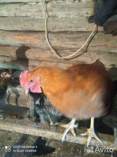 Молодые петухи