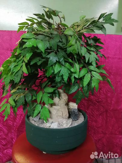 Домашний фонтанчик