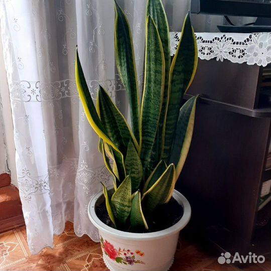 Сансевиерия, молочай, кактус