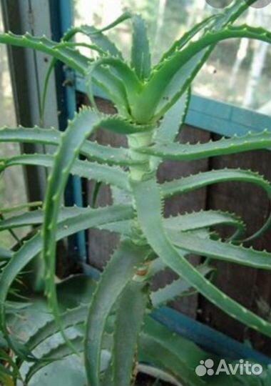 Растение алое