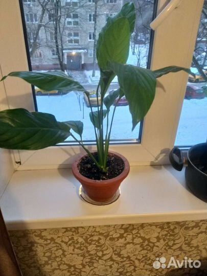 Комнатные растения