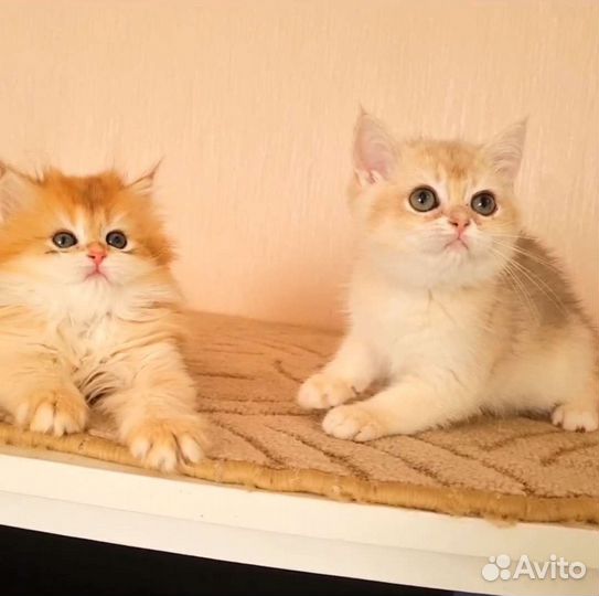 Британские золотинки