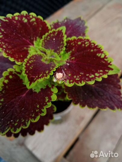 Колеусы вегетативные