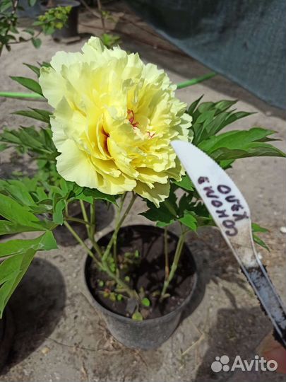 Пионы желтые саженцы