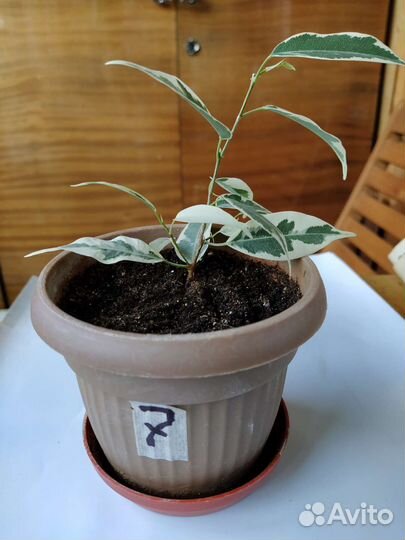 Фикусы Даниэль и Старлайт(продажа и обмен)