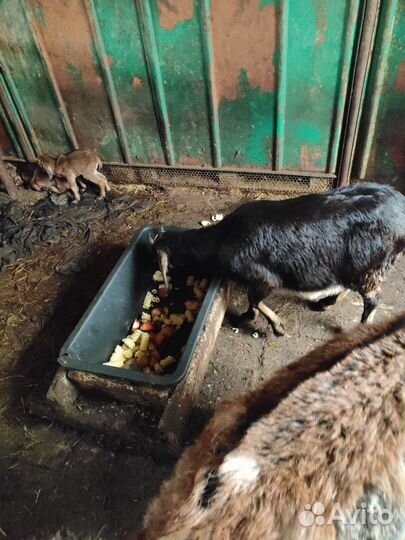 Козы, козлики