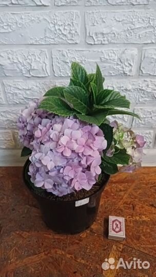 Гортензия крупнолистная Бэль Седакшен