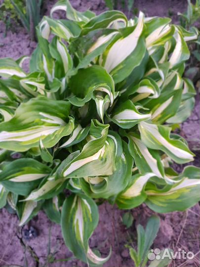 Цветы для сада много