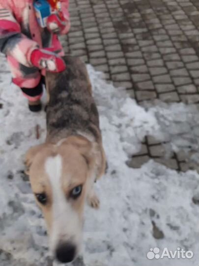 Собака в добрые руки