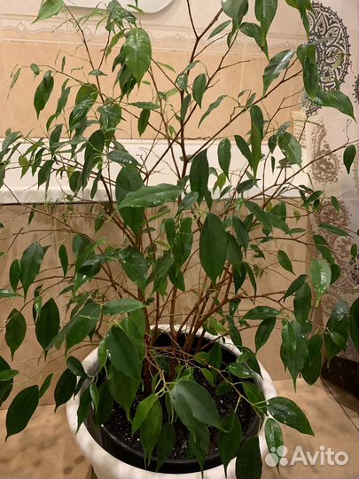 Фикус бенджамина большой