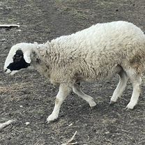 Бараны дорпер