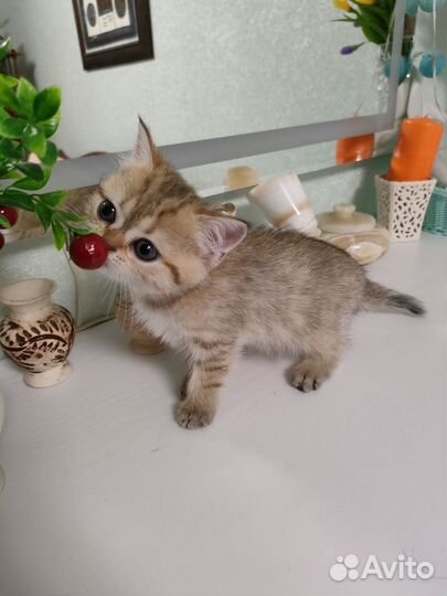 Британские котята