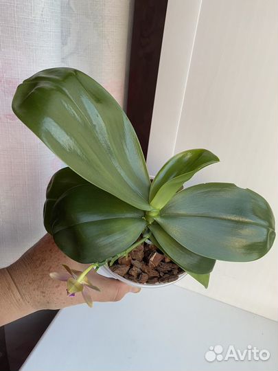 Орхидея фаленопсис MA0810