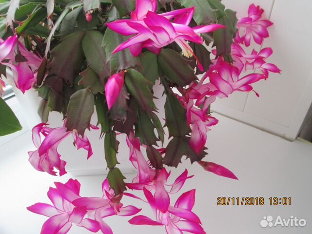 Цветы купить в сызрани на авито прокопьевск доставка цветов на дом круглосуточно