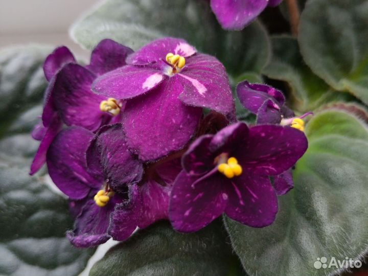 Листья фиалок