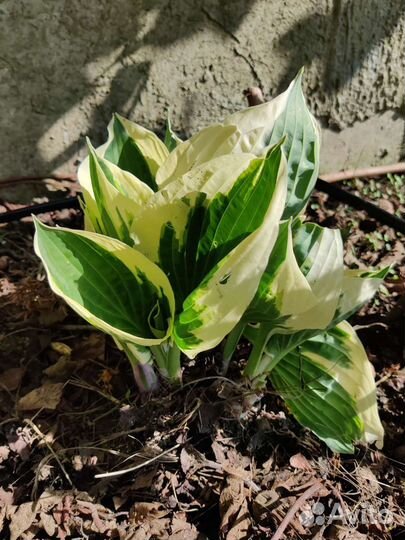 Книпхофия,флоксы,хоста,лилии,гортензии,астильба