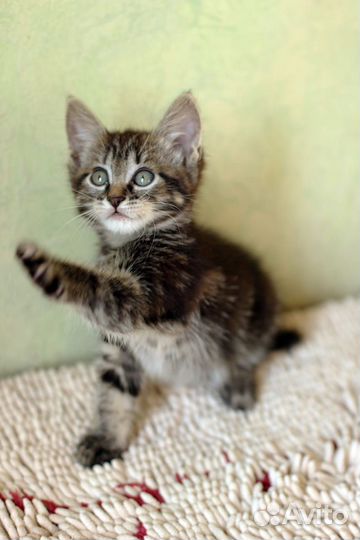 Котята малыши бесплатно в дар