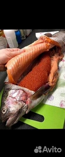 Свежая форель оптом от 20 кг из Карелии