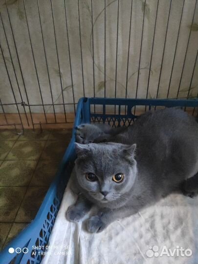 Голубая британка