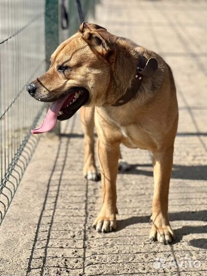 Стаффордширский терьер метис в добрые руки