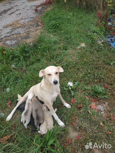 Кутята в дар