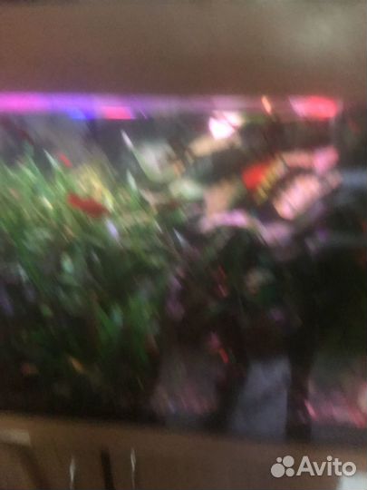 Аквариум с рыбками