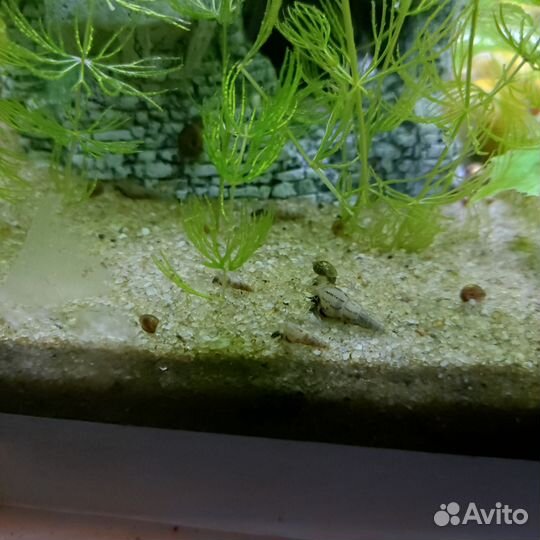 Улитка милания